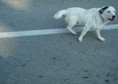 Un autre gentil chien attiré par les mollets de cyclistes – Another sweet doggy attracted by cyclists’ calves