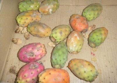 On a mangé des fruits de cactus (figues de Barbarie) que Pino a pelés avec attention pour enlever les petites épines sur la peau extérieure – We ate cactus fruits (prickly pears), that Pino peeled carefully to remove the small spines on the outer skin