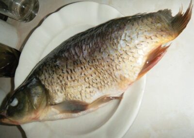 Regarde Noah ce qu’on a mangé au diner : un gros poisson bulgare !