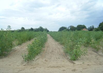 Plantation d’acacias en sol sablonneux – Acacia trees plantation in sandy soil