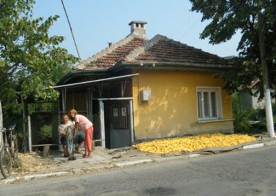 Récolte de maïs – Corn harvest