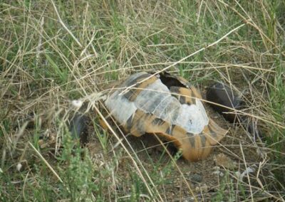 Une tortue ! – A turtle!