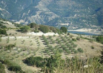 Sortant de vieilles racines, la sève riche de l’olivier coule pour nourrir les branches qui portent du fruit en abondance – Coming out of old roots, the rich sap of the olive tree flows to nourish the branches that carry fruit in abundance