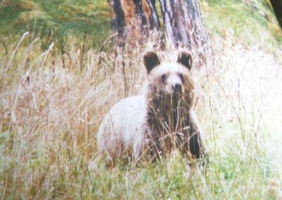 Et les ours peuvent aller hiberner ! – And bears can go hibernate!