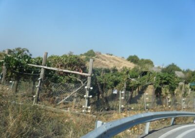 Le papy a dit vrai : les vignes sont électrifiées et entourées de barbelés pour dissuader les nounours – The grandpa was right: the vines are electrified and surrounded by barbwire to dissuade the teddy bears