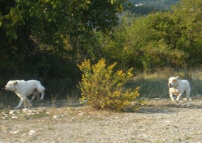 Chiens patous à nos trousses ! On n’a plus de bombe lacrimo, au secours ! – Flock dogs in hot pursuit of us! We have no more pepper spray! Help!